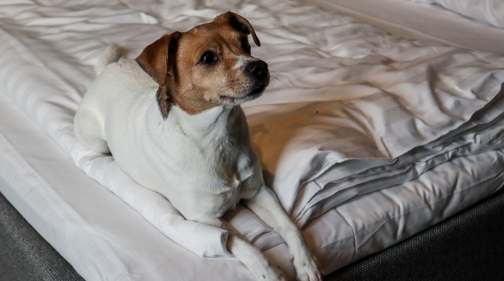 Uusi Vuosi 2025 Comfort Hotel Helsinki Airportissa - Happy Dog