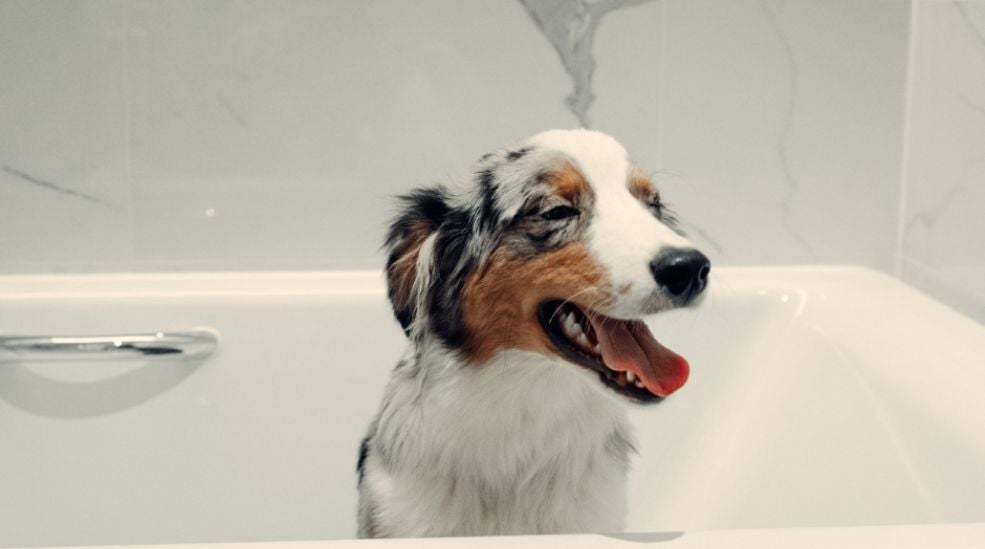 Dogcation is here! Viikonloppuisin koirat majoittuvat veloituksetta.
