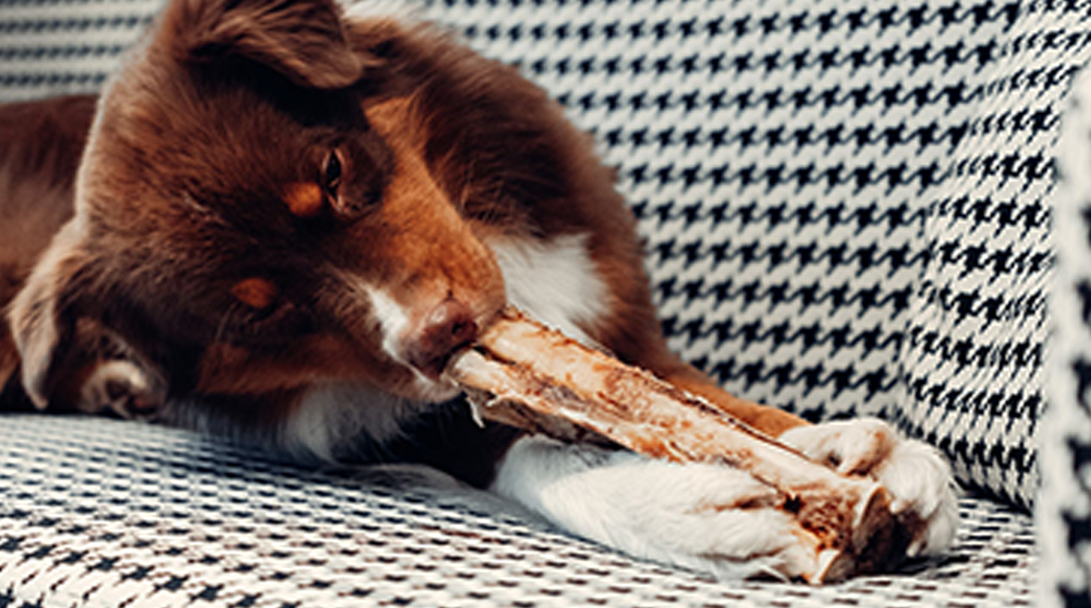 Happy Dog -aamiaiset