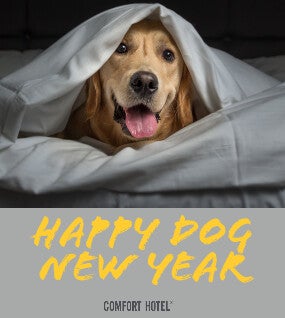 Happy Dog